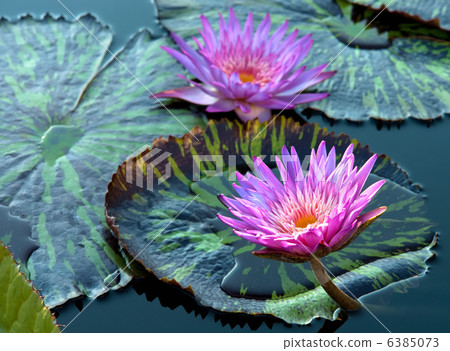 water lily water lily 6385073