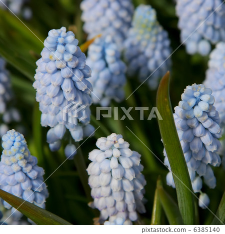 Natural backgrounds: Bluebells Natural backgrounds: Bluebells 6385140