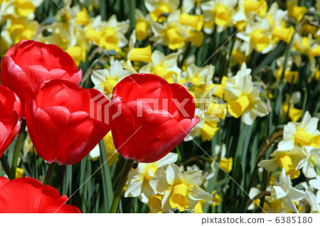 Tulips Tulips 6385180