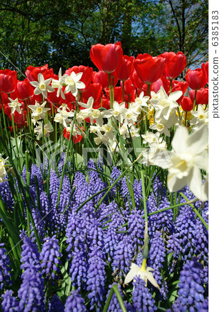 Spring flower bed in Keukenhof Spring flower bed in Keukenhof 6385183