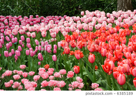 Natural backgrounds: tulips 6385189
