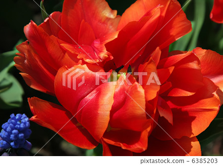 Tulips 6385203