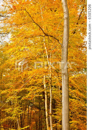 Autumn forest 6385206
