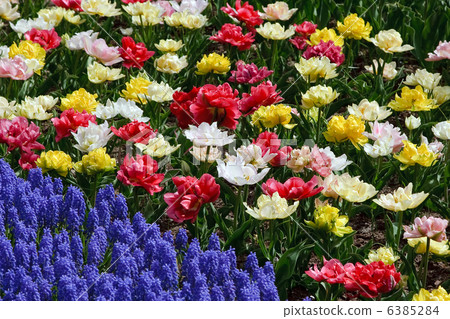 Flower bed in Keukenhof gardens Flower bed in Keukenhof gardens 6385284