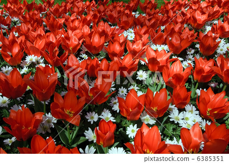 Natural backgrounds: tulips 6385351