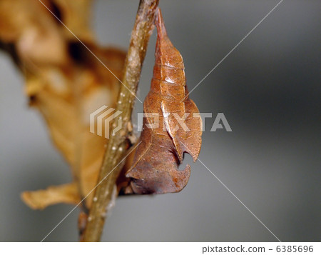 Pupa of Suminagashi 6385696