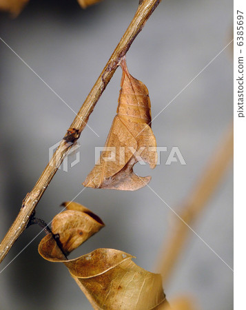 Suminagashi的蛹 6385697