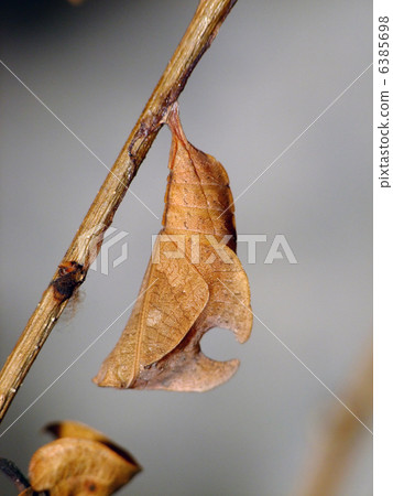 Suminagashi的蛹 6385698