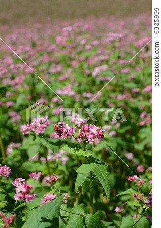 Takamine Ruby and Ladybird 6385999