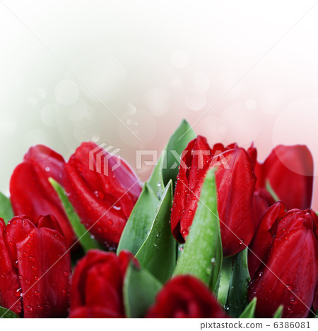red tulips red tulips 6386081