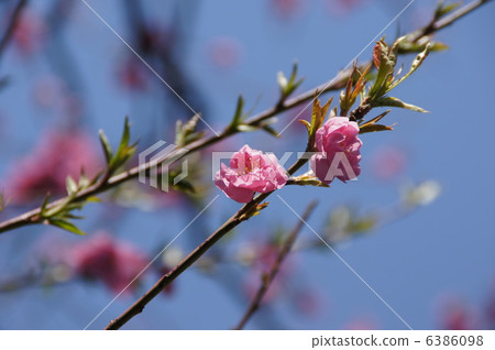 Flower peach 6386098