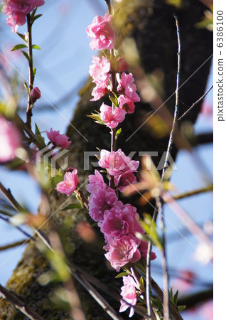 Flower peach 6386100