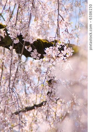 Dead brown cherry tree Dead brown cherry tree 6386150