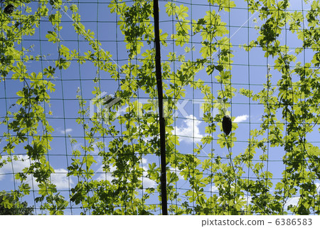 Green Curtain 6386583