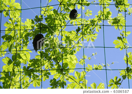 Green Curtain 6386587