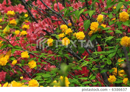 Yae Yamabuki Yae Yamabuki 6386637