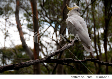 Gentle in the wind 6386855