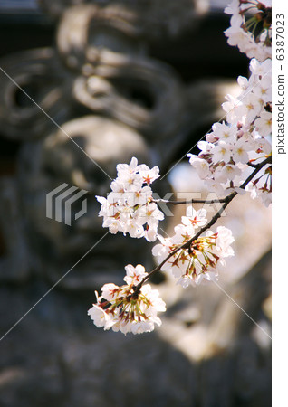 Nio和吉野櫻花樹雕像 Nio和吉野櫻花樹雕像 6387023