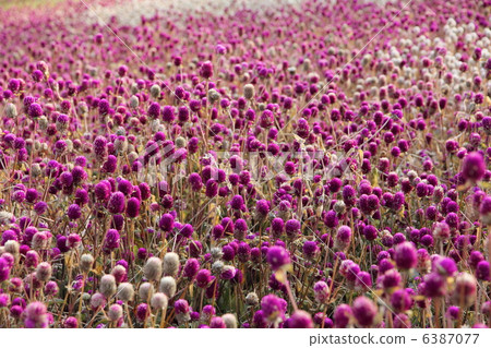 Sennichikou Chitose Red 4 Sennichikou Chitose Red 4 6387077