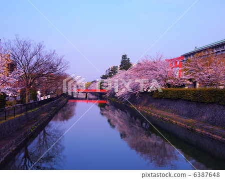 岡崎運河櫻花在京都 岡崎運河櫻花在京都 6387648