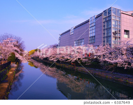 Cherry blossoms of Okazaki canal in Kyoto 6387649
