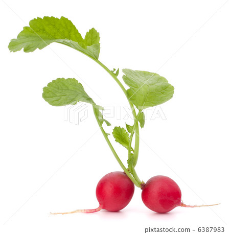 Small garden radish with leaves 6387983