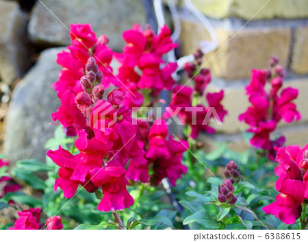 金魚的花語：純心金魚草 6388615