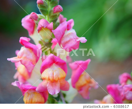 金魚的花語：純心金魚草 6388617