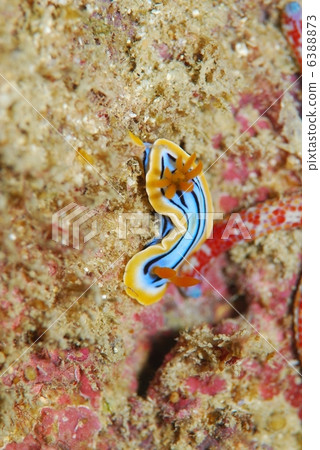 Nuushi Nuushi 6388873