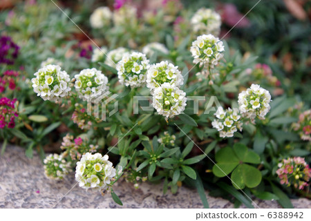 甜alicantum 甜alicantum 6388942