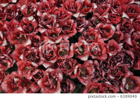 鬱金香花 鬱金香花 6389049