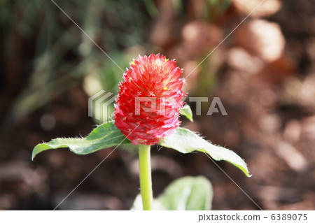 千日紅 千日紅 6389075