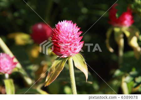 千日紅 千日紅 6389078