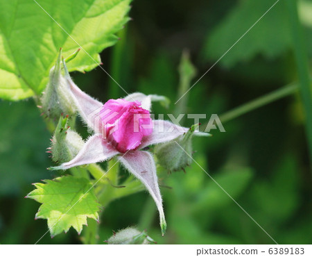 Navales strawberry Navales strawberry 6389183