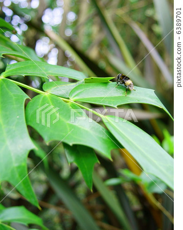 Hanaab (fireworks) A Hoverfly 6389701