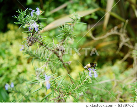 Hanaab (fireworks) A Hoverfly 6389702
