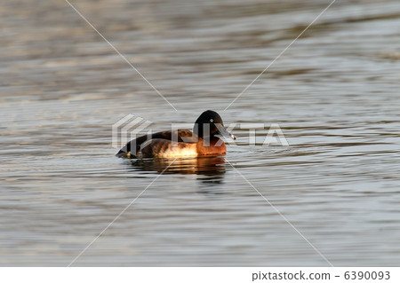 青頭潛鴨 6390093