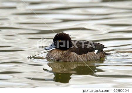 Kinkrochasshuro 6390094