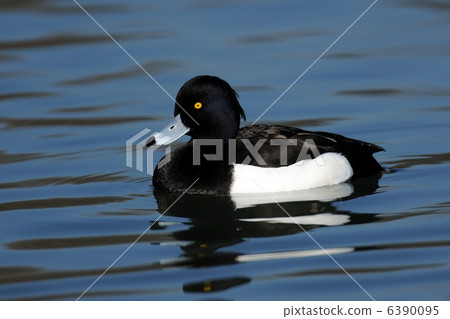 Kinkrochasshuro 6390095