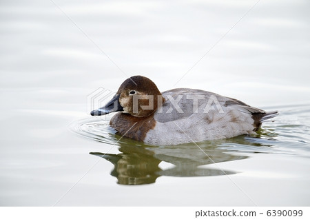 紅頭潛鴨 6390099