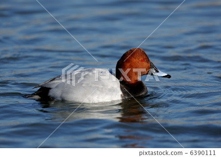 紅頭潛鴨 6390111