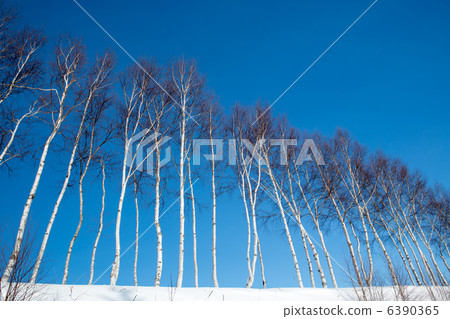 White birch 6390365