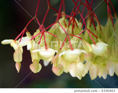 Tree Begonia (Village of Nana) Tree Begonia (Village of Nana) 6390463