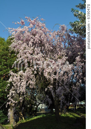 Cherry Blossoms Cherry Blossoms 6390478