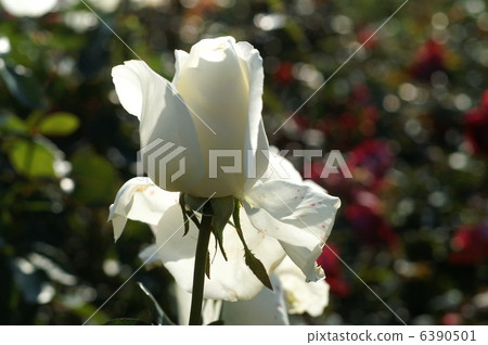rose	 6390501
