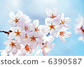 Cherry Blossoms	 6390587