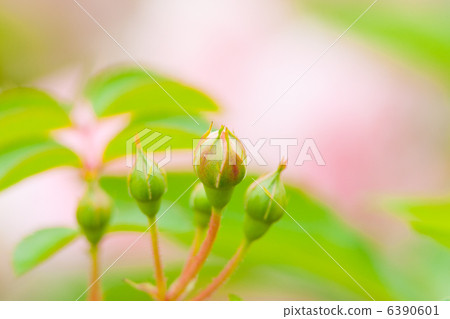 玫瑰花蕾 玫瑰花蕾 6390601