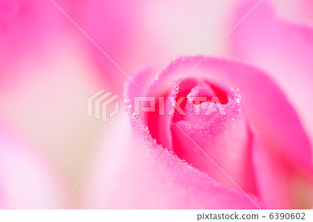 冷凝花瓣 冷凝花瓣 6390602