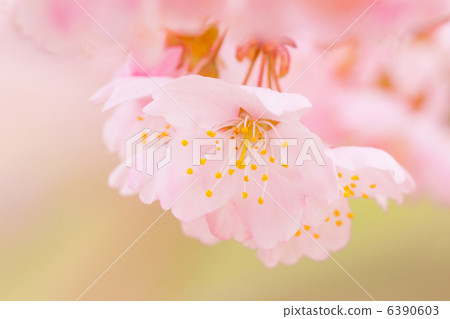 Cherry Blossoms Cherry Blossoms 6390603