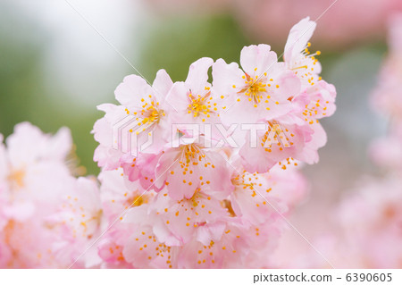 櫻花 櫻花 6390605